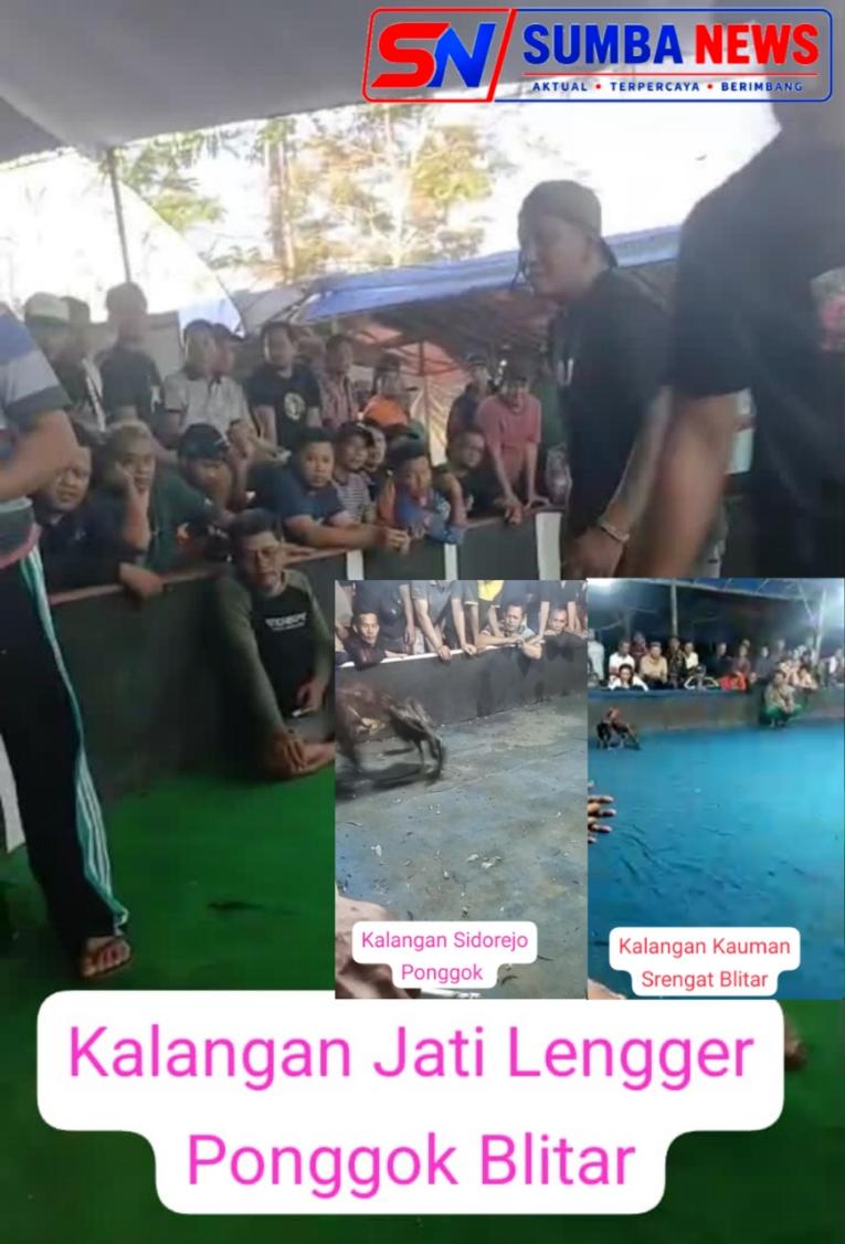 Aktivis Jatim Soroti Dugaan Praktik Perjudian Sabung Ayam di Kabupaten Blitar, Desak Aparat Lakukan Penyelidikan